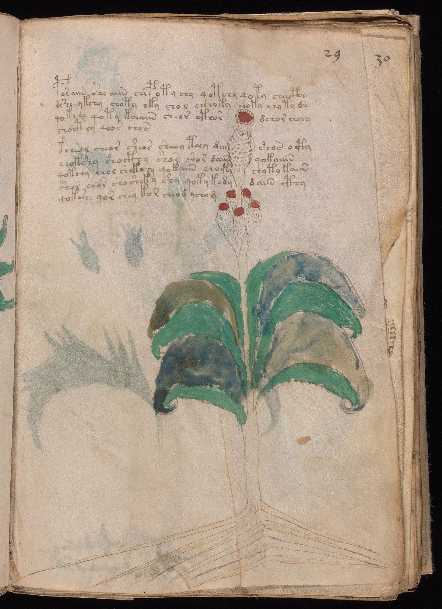 Voynich Manuscript folio f29r — Beinecke MS 408